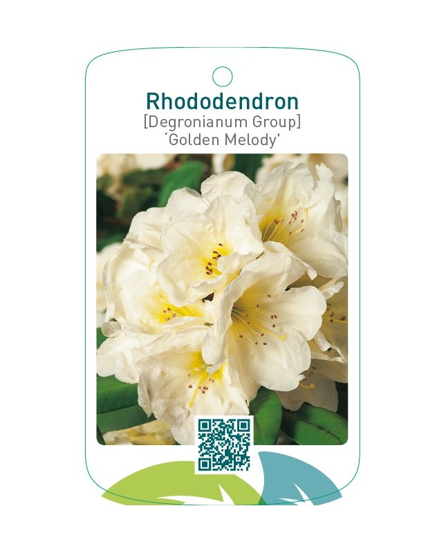 Rhododendron [Degronianum grp] ‘Golden Melody’