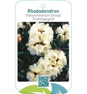 Rhododendron [Yakushimanum Group] ‘Frühlingsgold’