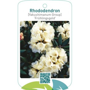 Rhododendron [Yakushimanum Group] ‘Frühlingsgold’