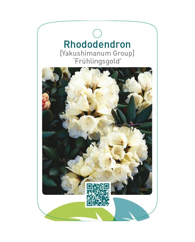 Rhododendron [Yakushimanum Group] ‘Frühlingsgold’