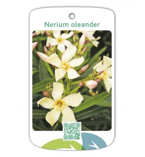 Adelfa (amarillo simple)