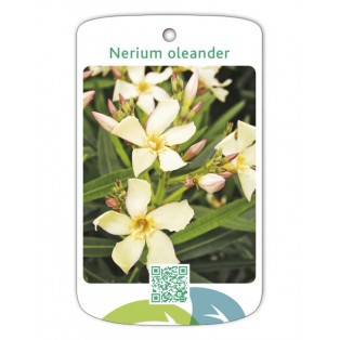 Adelfa (amarillo simple)