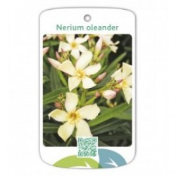 Adelfa (amarillo simple)