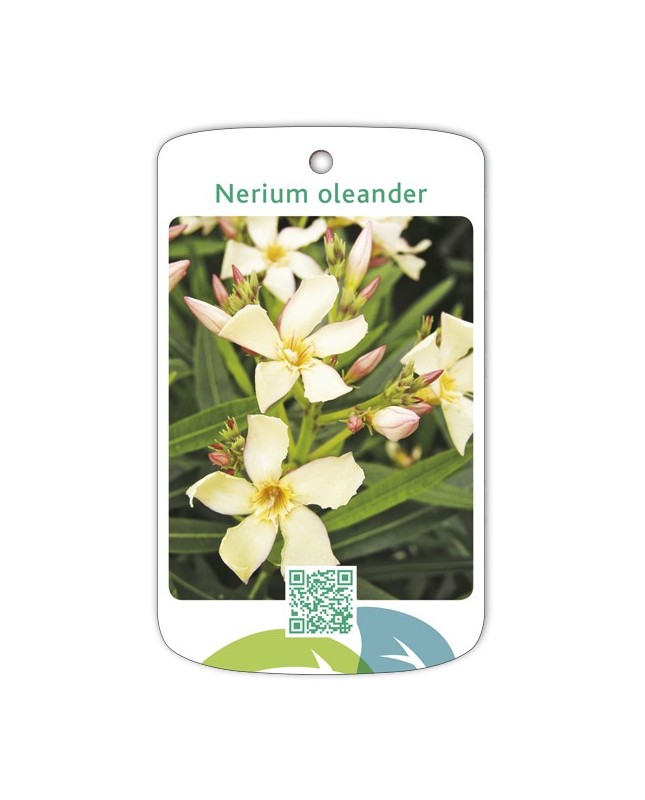 Adelfa (amarillo simple)