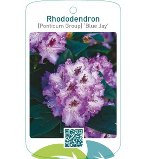 Rhododendron [Ponticum Group] ‘Blue Jay’