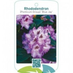 Rhododendron [Ponticum Group] ‘Blue Jay’
