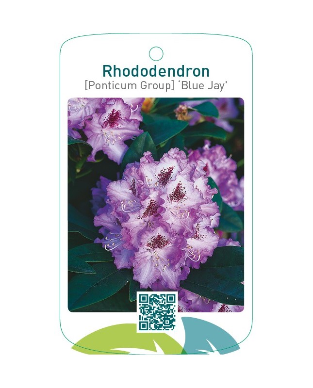 Rhododendron [Ponticum Group] ‘Blue Jay’