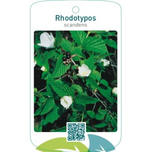 Rhodotypos scandens