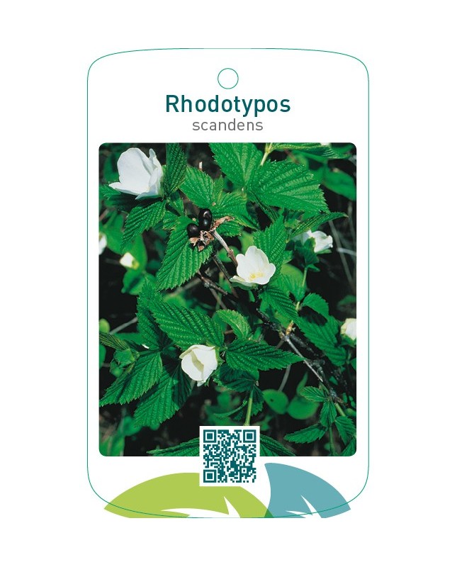 Rhodotypos scandens