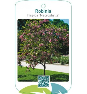 Robinia hispida ‘Macrophylla’