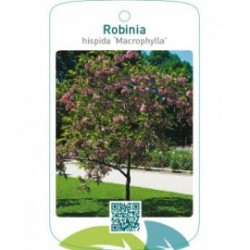 Robinia hispida ‘Macrophylla’
