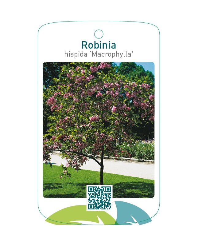 Robinia hispida ‘Macrophylla’