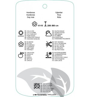 Etichette di Rosa canina felroze *