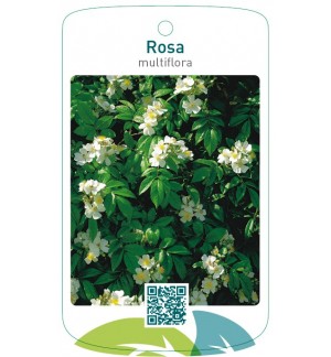 Rosa multiflorawit