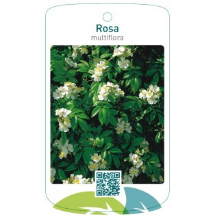 Rosa multiflorawit