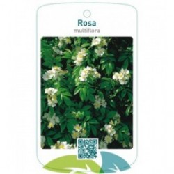 Rosa multiflorawit