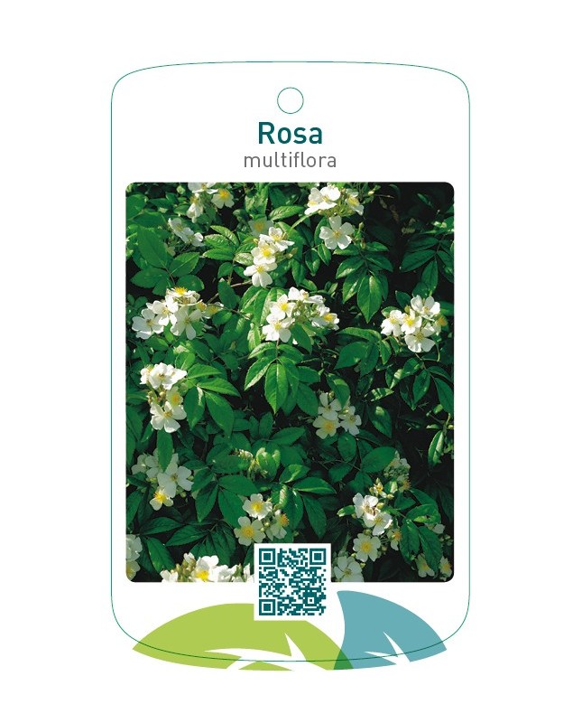 Rosa multiflorawit