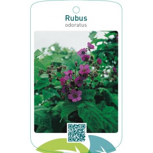 Rubus odoratus