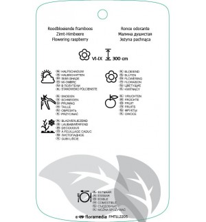 Etichette di Rubus odoratus *