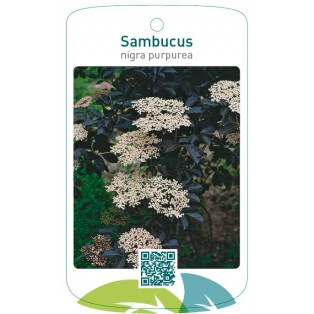 Sambucus nigra purpurea