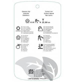 Etichette di Sambucus nigra purpurea *