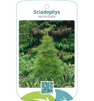Sciadopitys verticillata