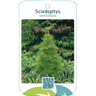 Sciadopitys verticillata
