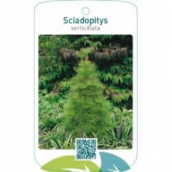 Sciadopitys verticillata