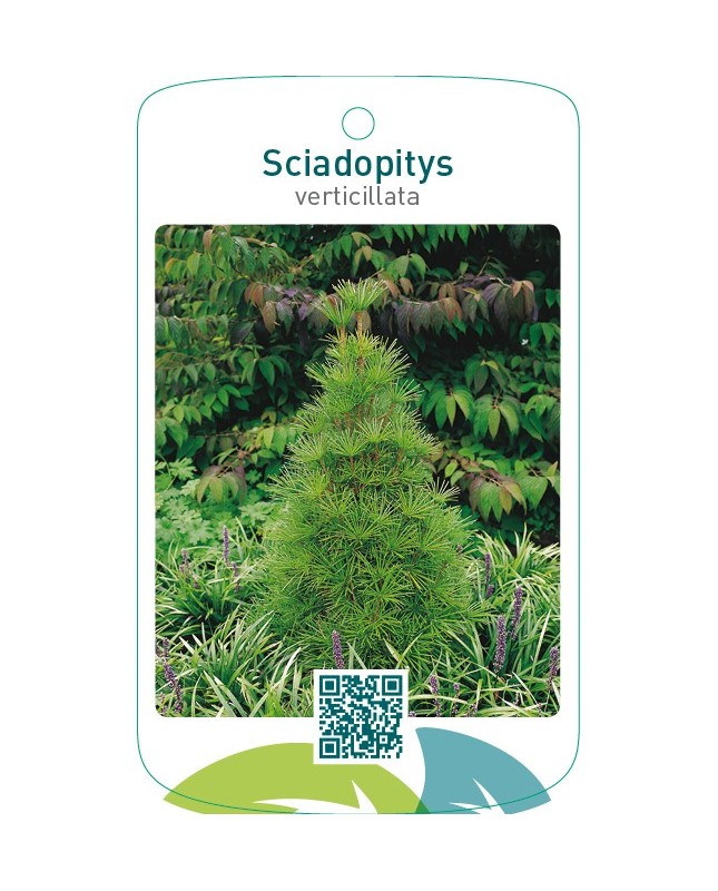 Sciadopitys verticillata