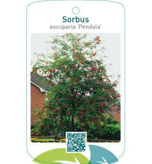 Sorbus aucuparia ‘Pendula’