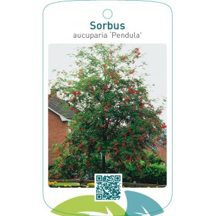 Sorbus aucuparia ‘Pendula’