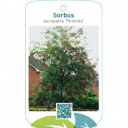 Sorbus aucuparia ‘Pendula’