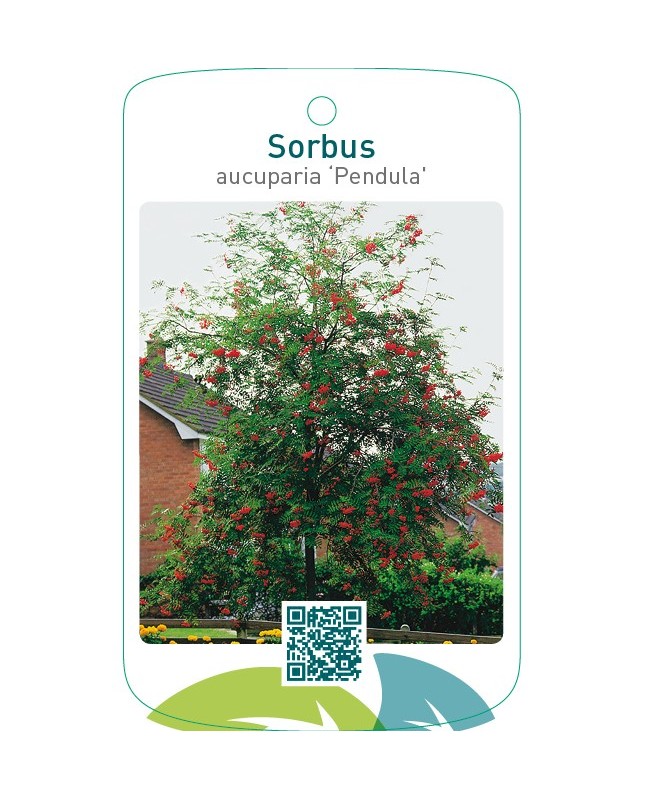Sorbus aucuparia ‘Pendula’