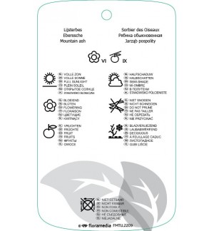 Etichette di Sorbus aucuparia ‘Pendula’ *