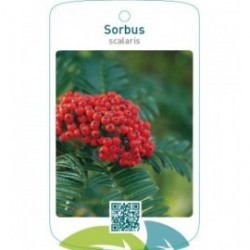 Sorbus scalaris