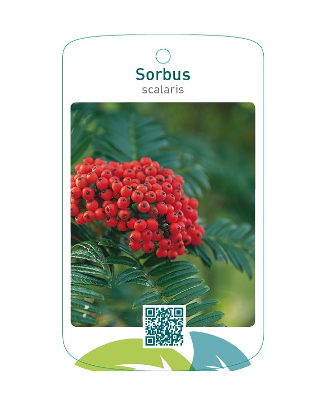 Sorbus scalaris