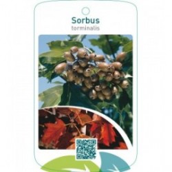 Sorbus torminalis