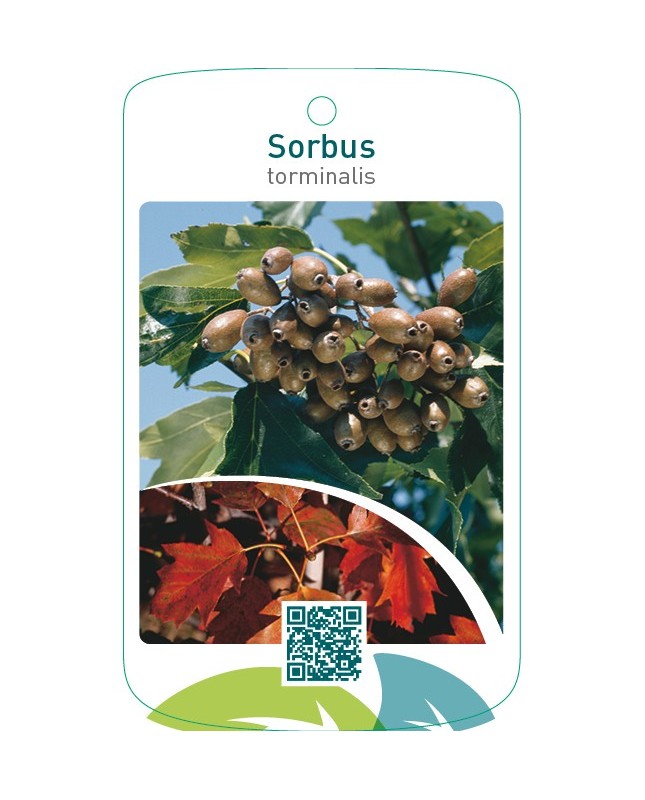 Sorbus torminalis