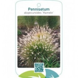 Pennisetum alopecuroides ‘Hameln’