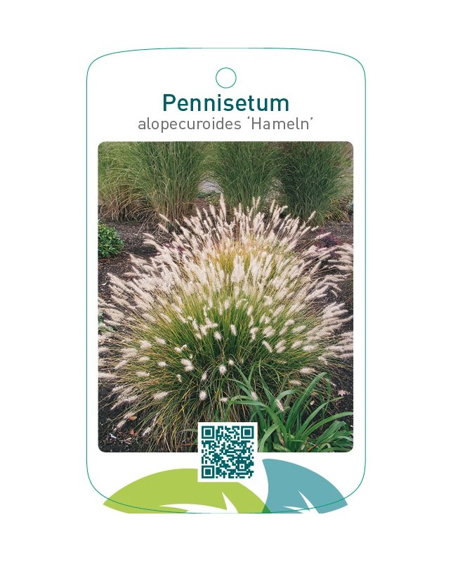 Pennisetum alopecuroides ‘Hameln’