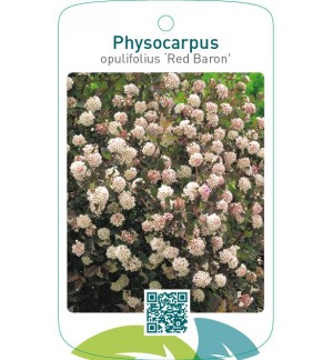 Physocarpus opulifolius ‘Red Baron’