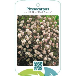 Physocarpus opulifolius ‘Red Baron’