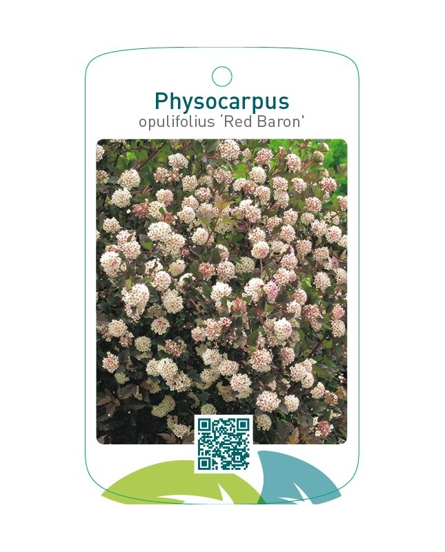 Physocarpus opulifolius ‘Red Baron’