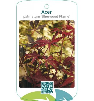 Acer palmatum ‘Sherwood Flame’