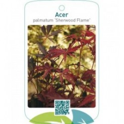 Acer palmatum ‘Sherwood Flame’