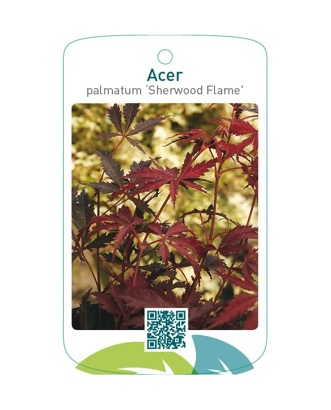 Acer palmatum ‘Sherwood Flame’