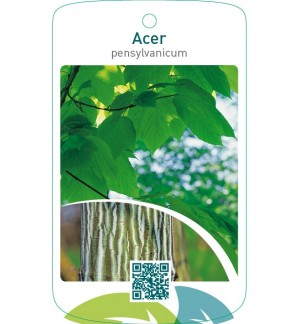 Acer pensylvanicum