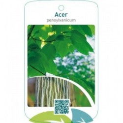 Acer pensylvanicum