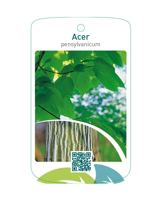 Acer pensylvanicum