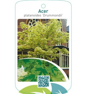 Acer platanoides ‘Drummondii’